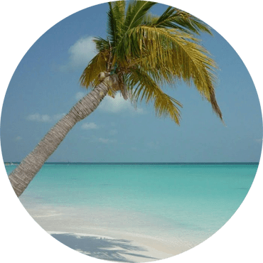 A beach with a tree on an island