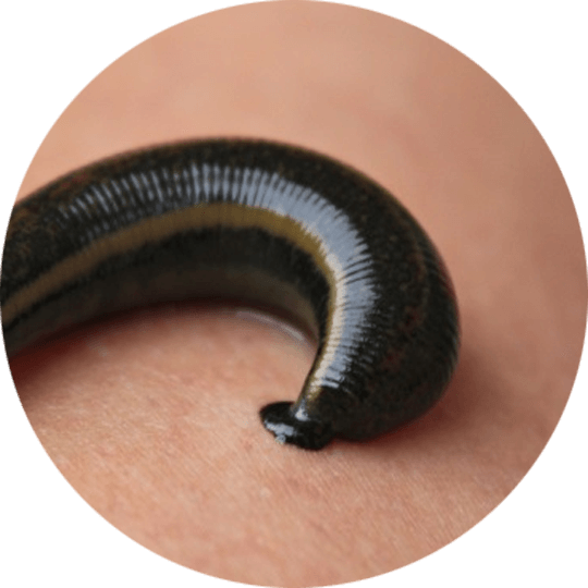 Up close leech picture in circle