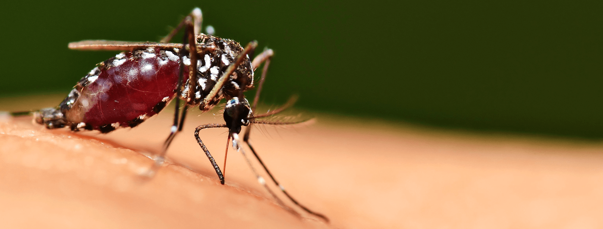 Mosquito Biting Arm Background